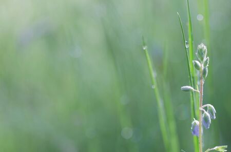 Green field with wildflowers in the sunbeams close up selective focusの写真素材