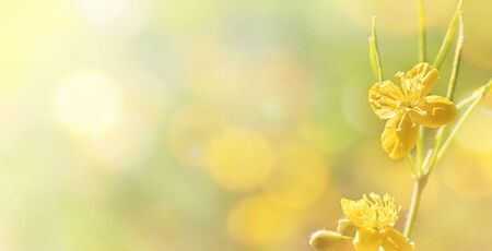 Beautiful wildflowers background close upの写真素材