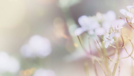 Beautiful background with wild white flowers close upの写真素材