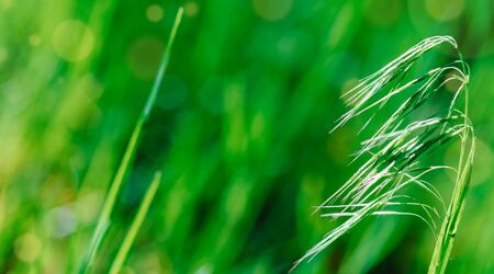 Green meadow close up selective focus copy spaceの写真素材