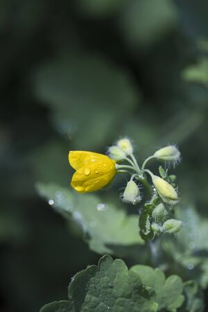 Fresh celandine wildflower close up selective focusの写真素材