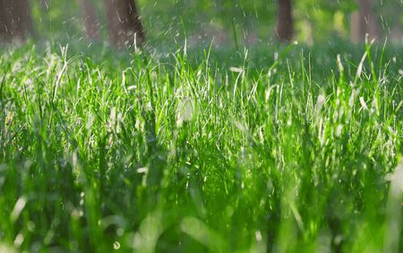 Close up of wet green grass in rainy weatherの写真素材