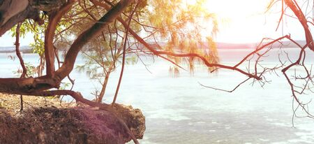 Summer tree with sunlight. Vacation and nature travel conceptの写真素材