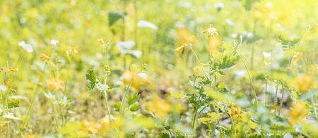 Beautiful meadow field with wild flower close upの写真素材