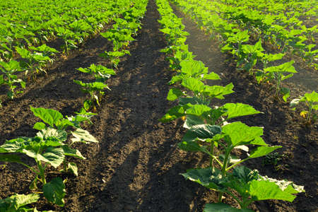 Field with level lines young sunflowers plantationの写真素材