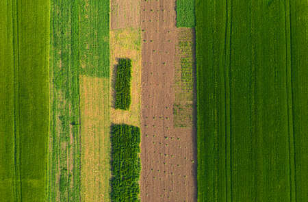 Air view of agriculture fields Agricultural gardenの写真素材