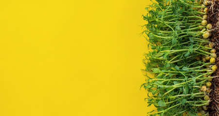 Sprouts of green peas on yellow background top viewの写真素材