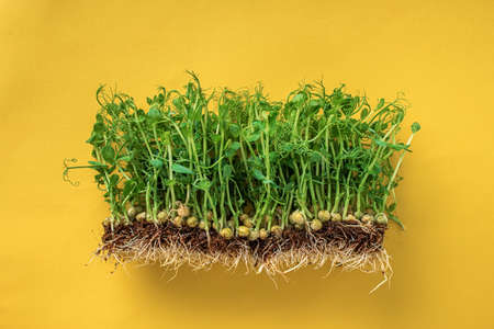 Sprouts of green peas on yellow background top view flat layの写真素材
