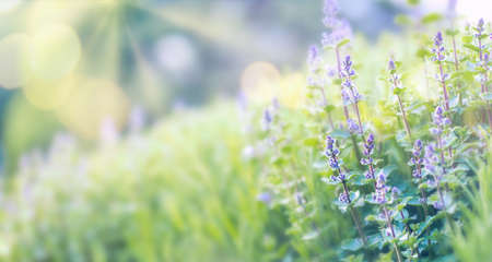 Blooming mint wildflowers, green grass, copy spaceの写真素材