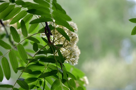 Flower on a treeの写真素材