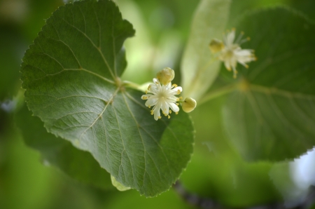 Summer  The linden blossomsの写真素材