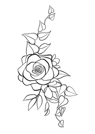 Line drawing of rose flower and leaves. Vector illustration isolated on white background.の写真素材