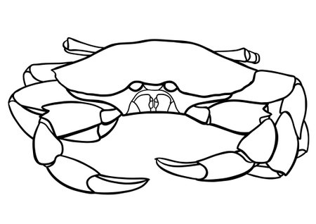 Crab coloring page for adults vector illustration. Outline drawing of a crab.の写真素材