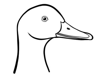 goose vector illustration isolated on white background. Hand drawn outline doodleの写真素材