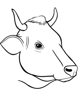 Cow - Black and White Cartoon Vector Illustration, Isolated on White Backgroundの写真素材
