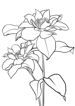 Black and white illustration of a clematis flower in bloom. Line illustrationの写真素材