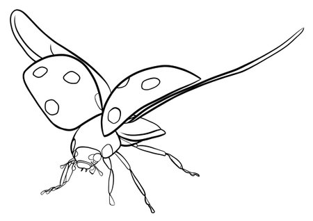 Flying ladybug on a white background, vector illustrationの写真素材