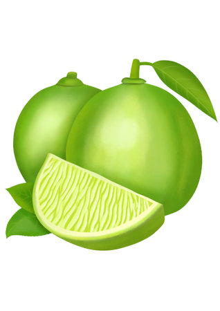 Lime fruits with leafs isolated on white background. Realistic watercolor illustration.の写真素材