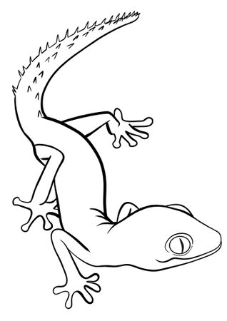 Gecko. Lizard on a white background. Vector illustration for coloring book.の写真素材