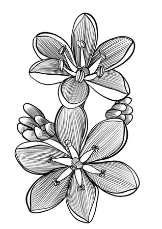 Black and white flower bouquet. Hand drawn line illustration.の写真素材
