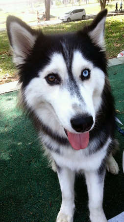 Cute Alaskan husky with different coloured eyesの素材