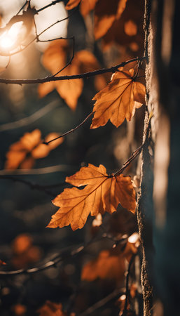 Autumn leaves on a tree branch in the forest at sunset.の素材