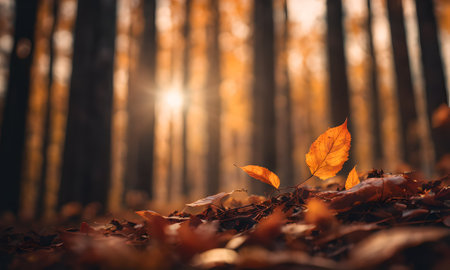 Autumn leaves in the forest with sunbeams and lens flareの素材