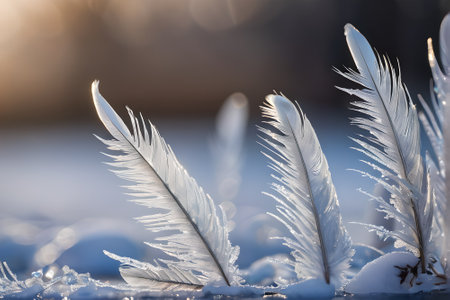 Close up of frosty feathers on the grass at sunset. Winter backgroundの素材