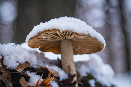 Amanita muscaria mushroom covered with snow in winter forestの素材