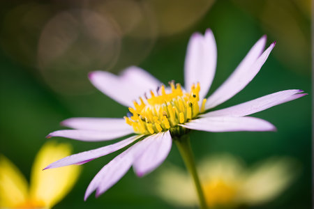 Close up of a daisy flower in the garden with blurred backgroundの素材