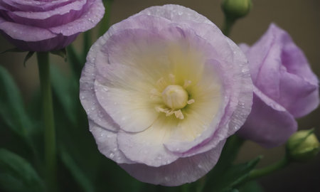 Close up of pink eustoma with water drops on petalsの素材
