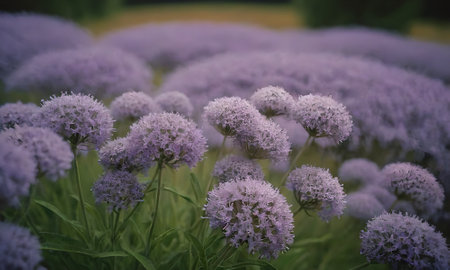 Purple Allium (Allium giganteum) flowers in bloomの素材
