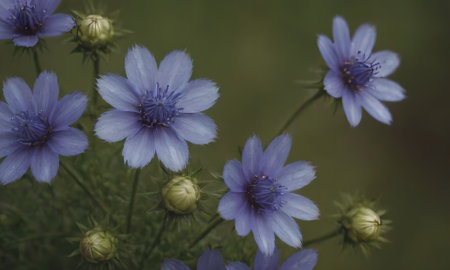 purple flowers on a green background in the summer in the gardenの素材