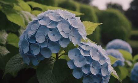 Blue Hydrangea flower in the garden - vintage effect style picturesの素材