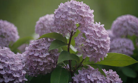 Lilac flowers in the garden. Beautiful lilac flowers.の素材