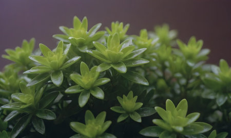 Close up of small green plant in pot. Selective focus.の素材
