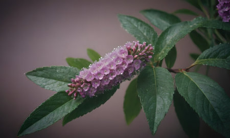 Pink flower with water drops on the petals and green leaves.の素材