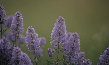 Lavender flowers on a green background with a blurred background.の素材