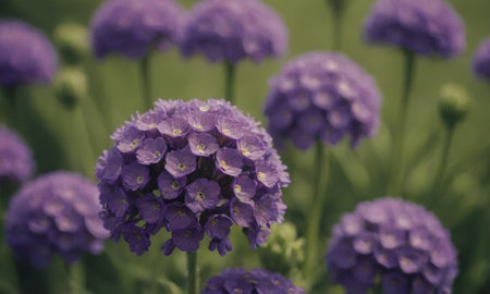 Purple flowers of hydrangea on a green background.の素材