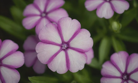 Purple flowers in the garden. Floral background. Soft focus.の素材