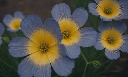 Beautiful blue and yellow pansy flowers in a garden in springの素材
