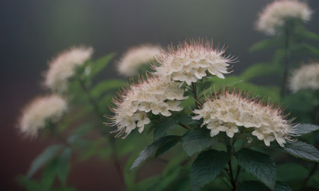 White flowers of a viburnum plant (Viburnum opulus)の素材