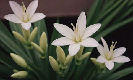 White lily flower in the garden, vintage color tone style.の素材
