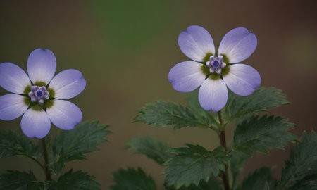 Anemone nemorosa in the forest, close-upの素材