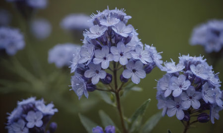 Beautiful blue flowers in the garden. Soft focus and shallow DOF.の素材