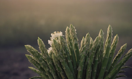 Asparagus plant growing in the field, closeup of photoの素材