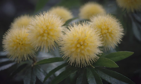 Yellow flowers of Acacia auriculata, Acacia auriculataの写真素材