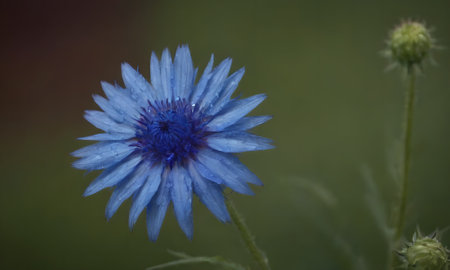 Cornflower (Centaurea cyanus) in the gardenの写真素材