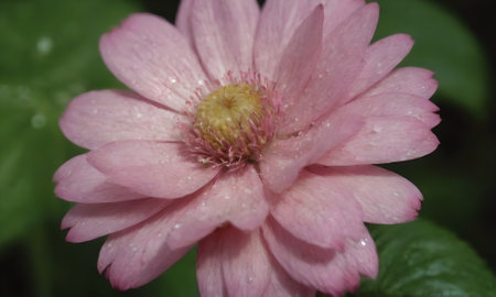 pink flower with water droplets on petals and green leavesの写真素材