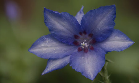 Blue flower with water drops on petals and green leaves in the backgroundの写真素材